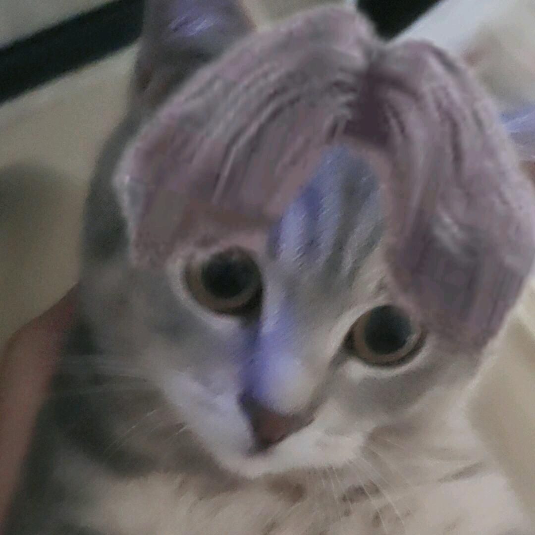 家有芝麻