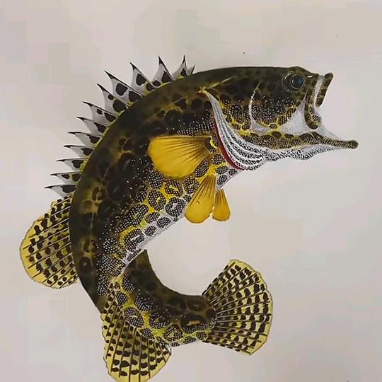 渔乐圈🎣阿龙
