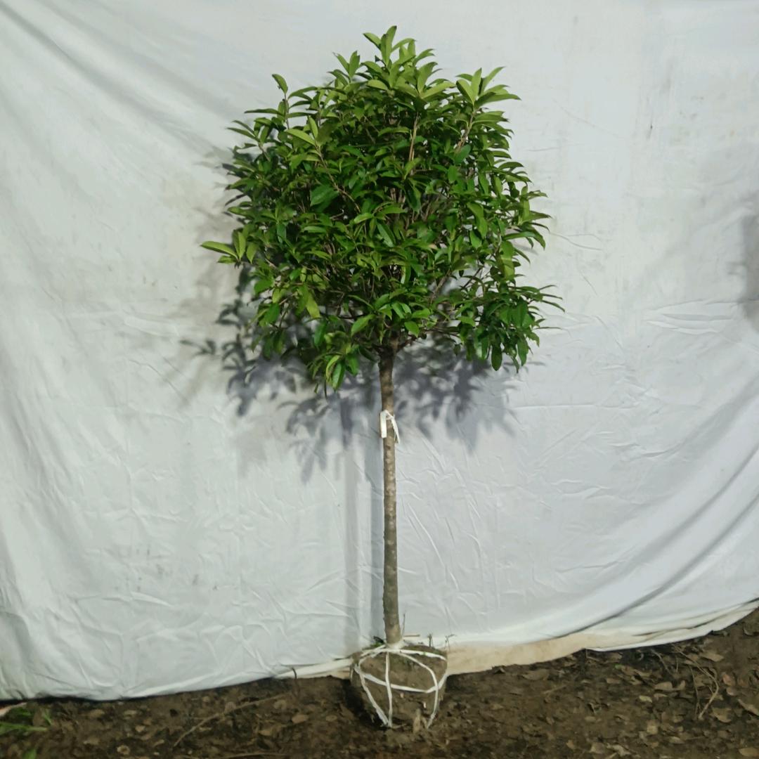 桂花香樟茶花批发