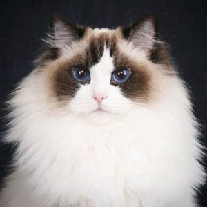 萌宠宠物用品商行