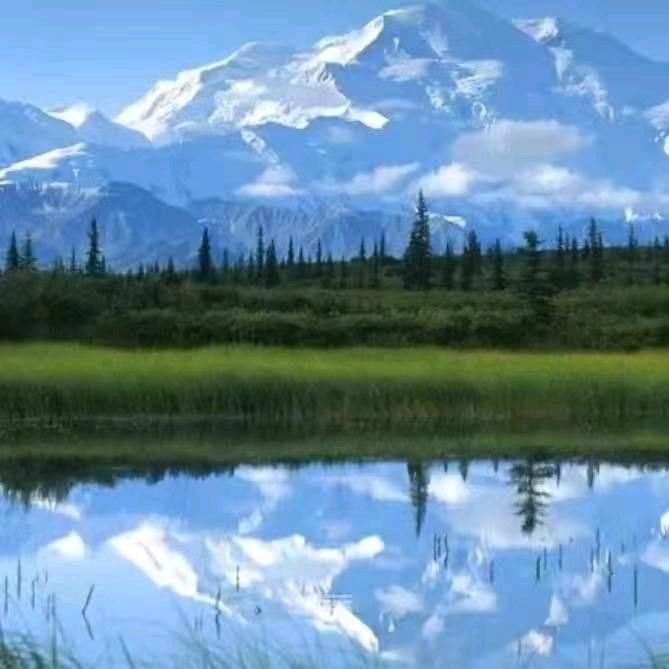 菩提树下的一朵花