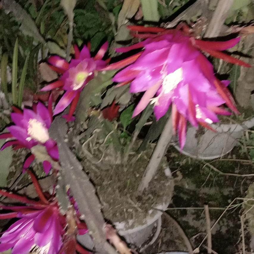 侯光芝