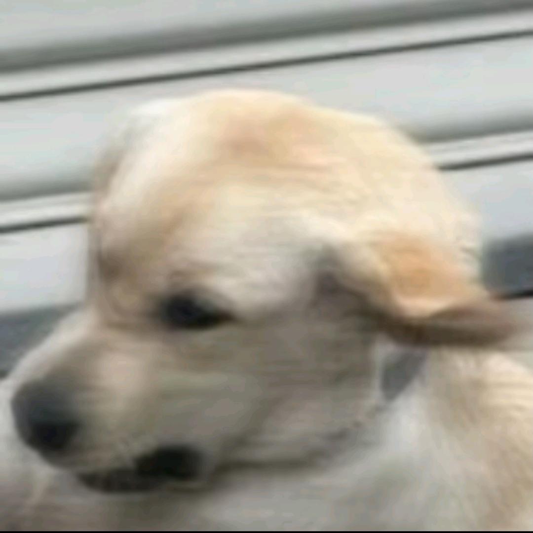 祁煜老婆云南高山桃子批发赵师