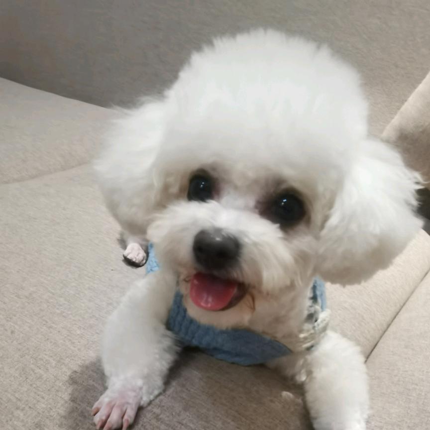 有一只小立夏夏🍀