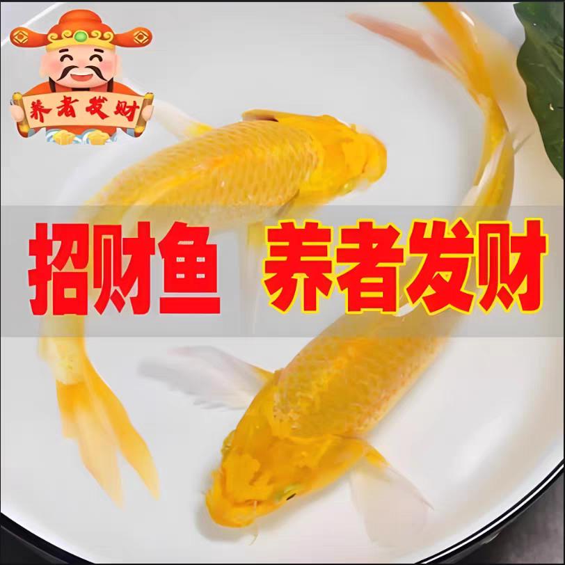 桢之焱