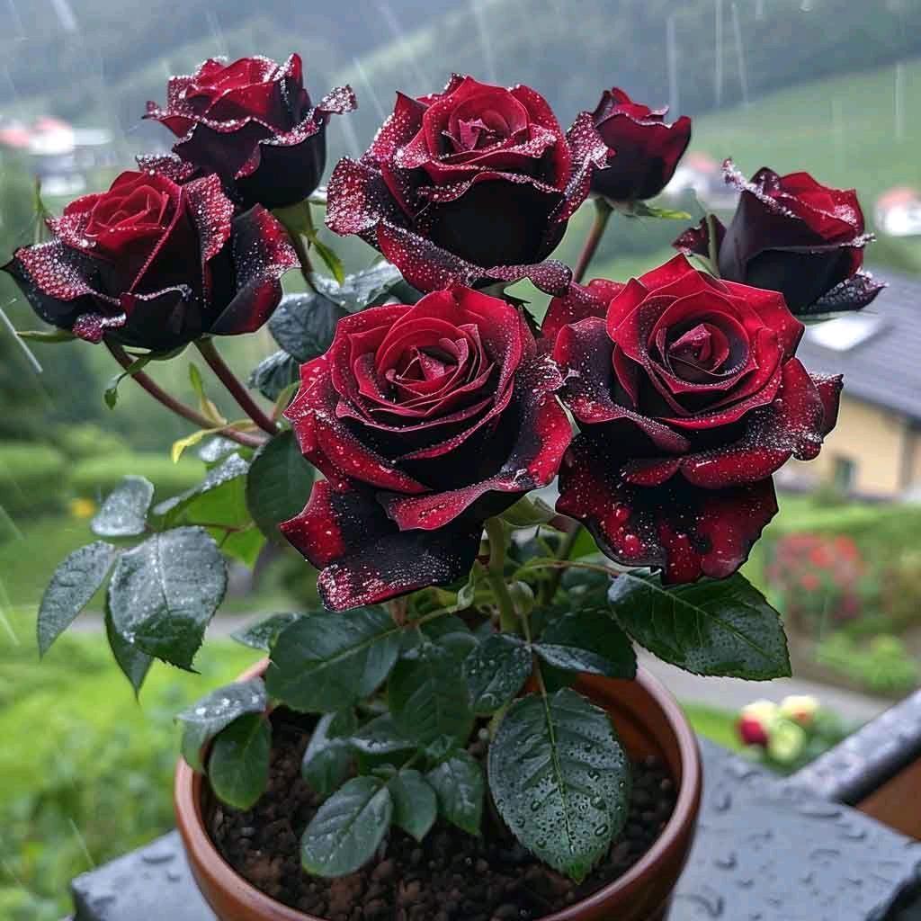 爱跳舞💃💃的我💋💋🌹🌹