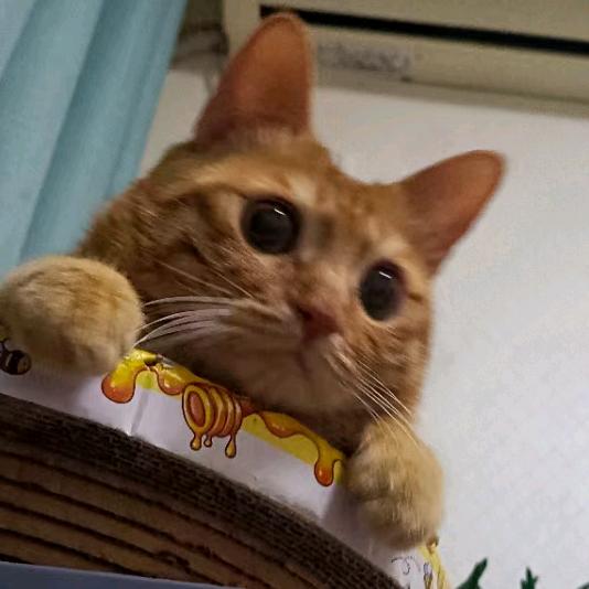 苏若寒