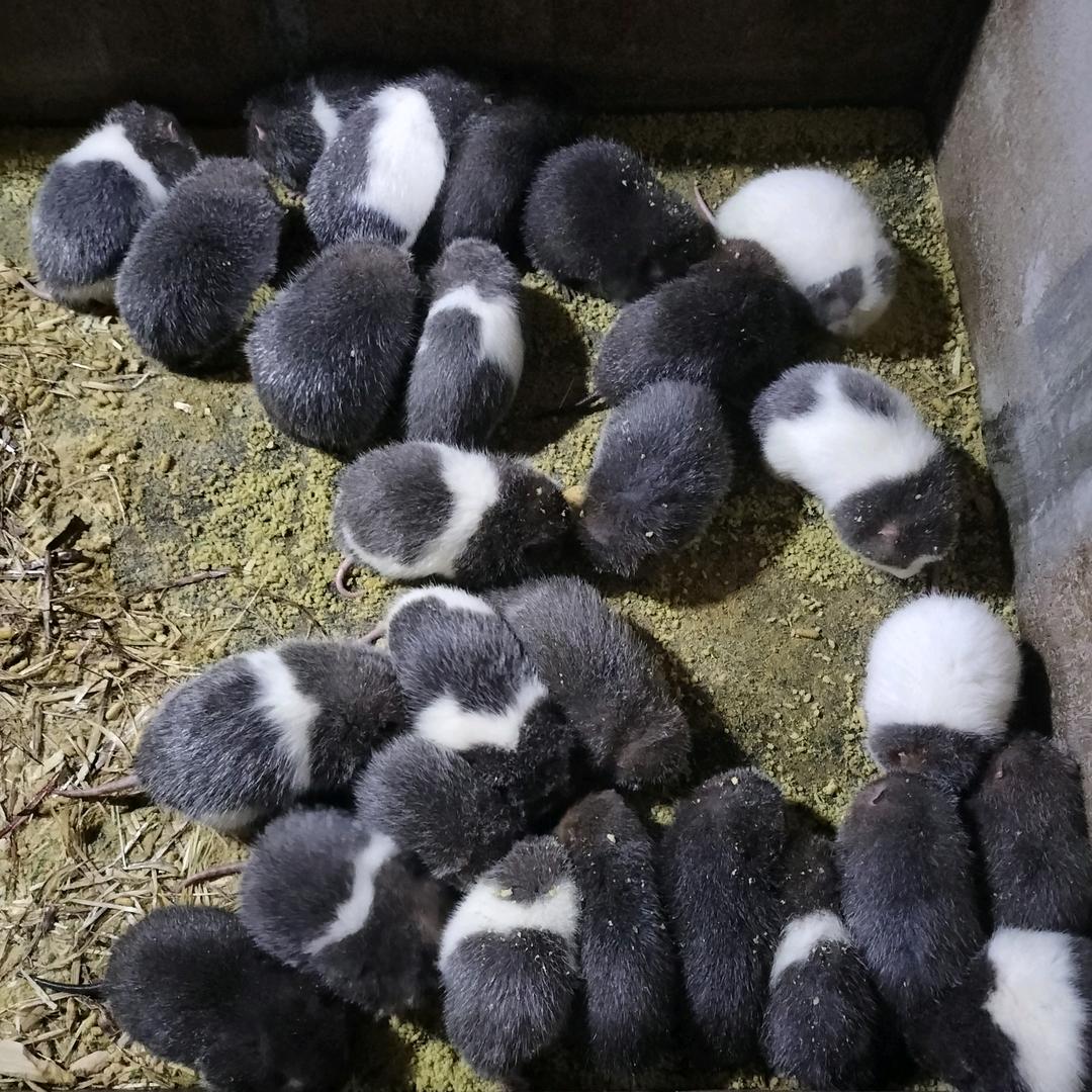 桂林老何竹鼠豪猪养殖