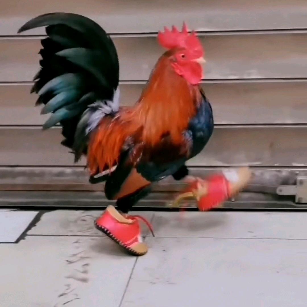 神鸡在线