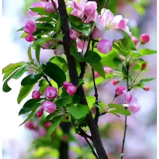 云南小妹妹你好我好想你的