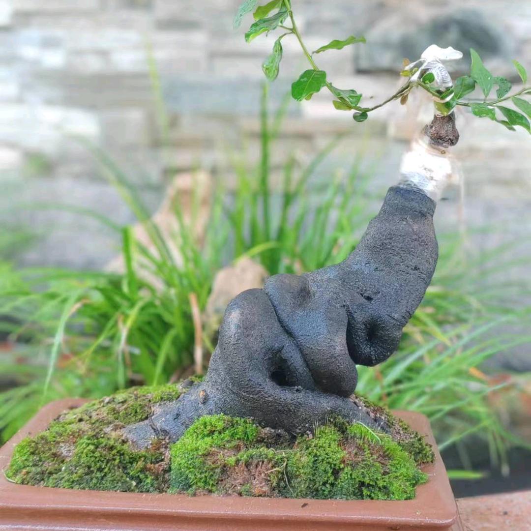 风轻云弹金弹子人工桩小铺