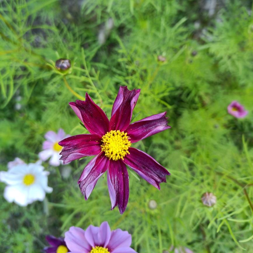 开心市民桃百万