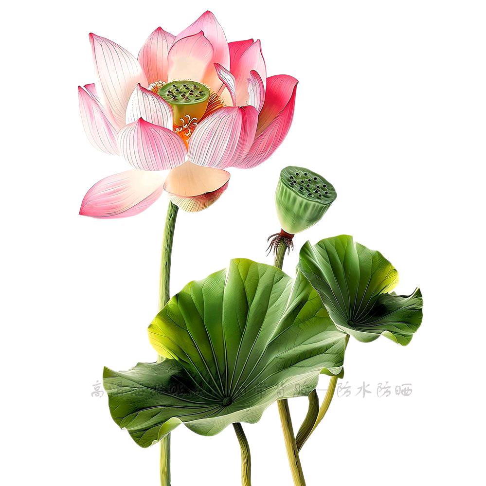 蓮花²