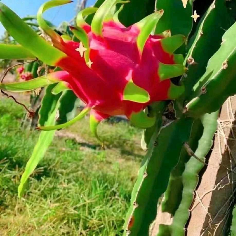 泰香浓水果阿龙