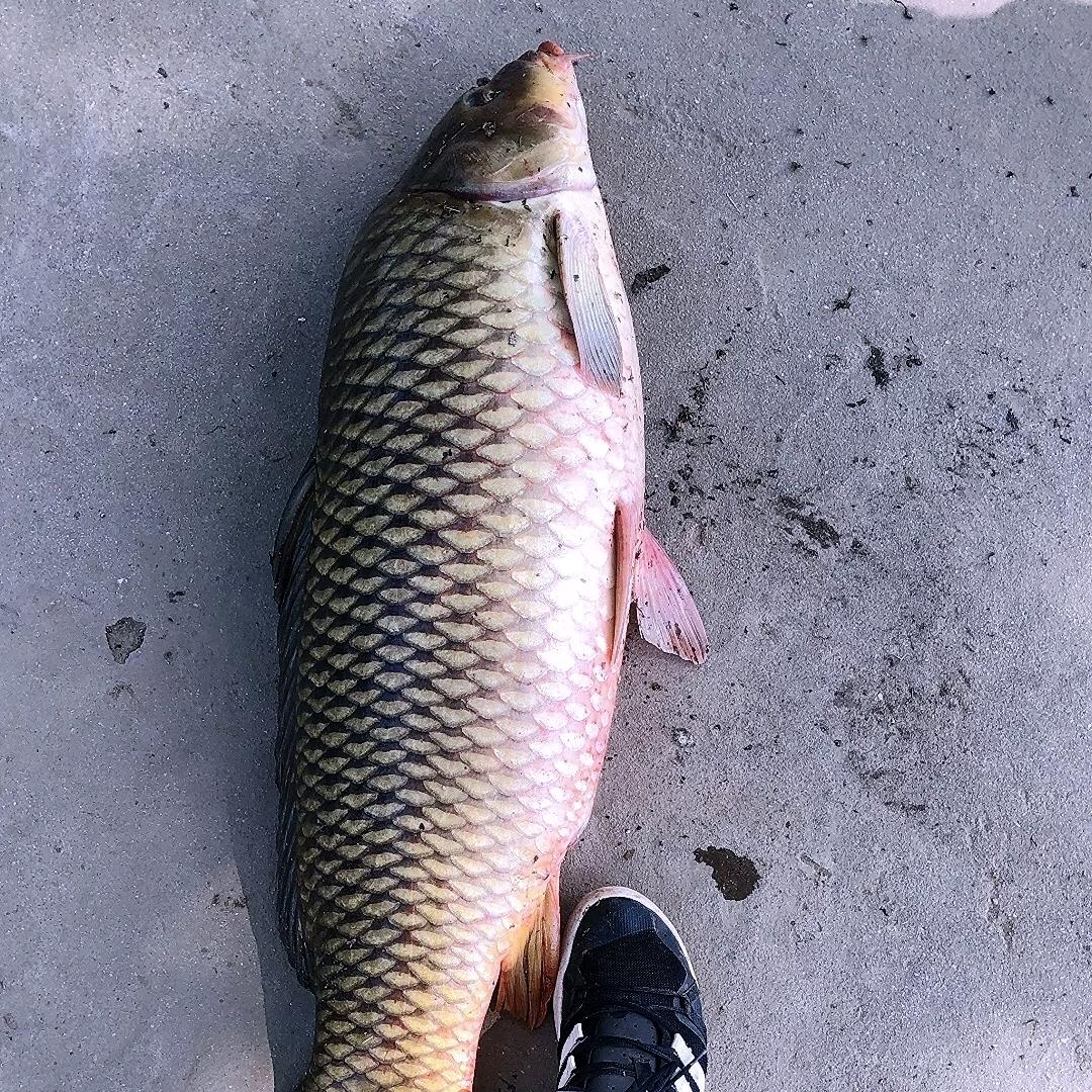 莒南一级喂鱼大师