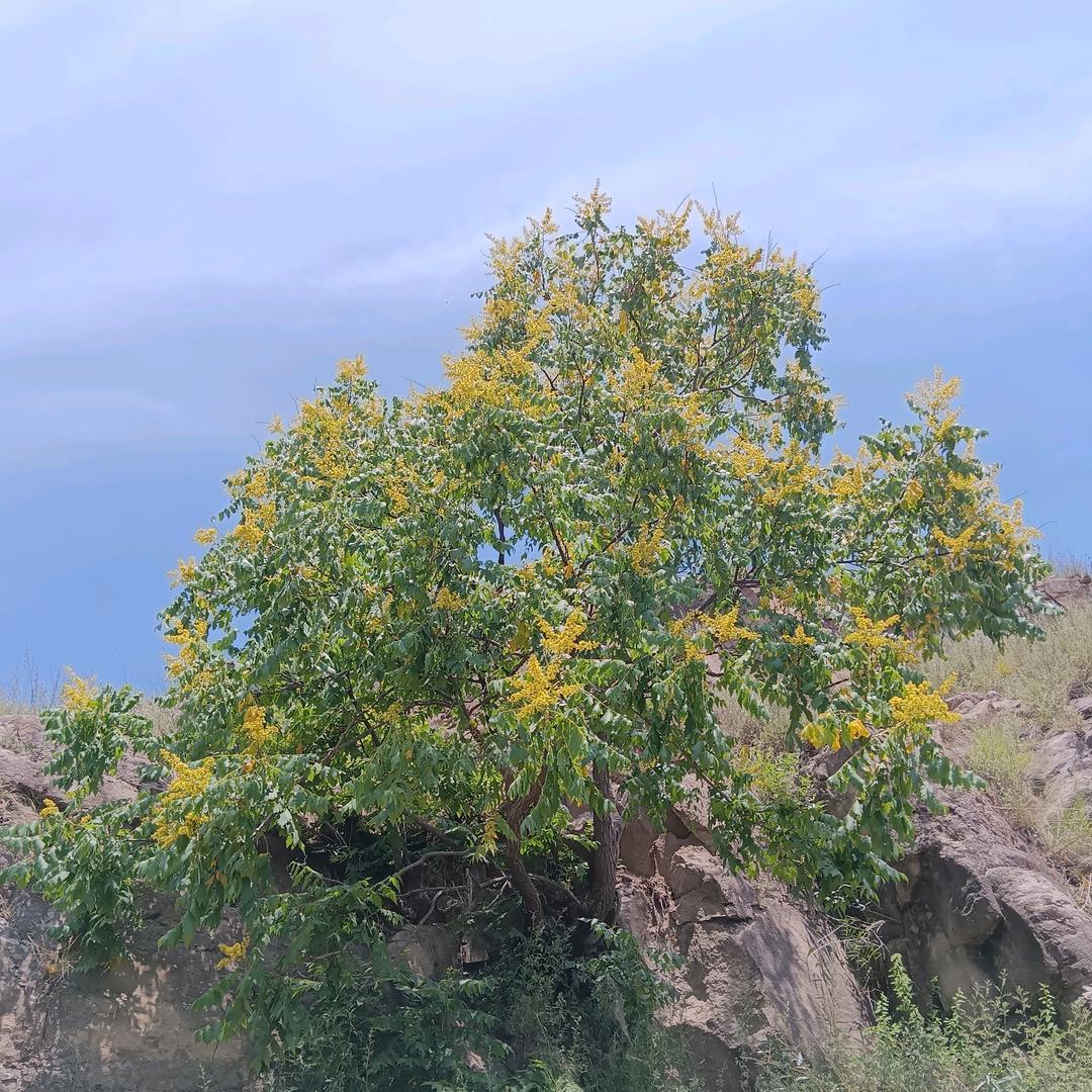 陌上花开