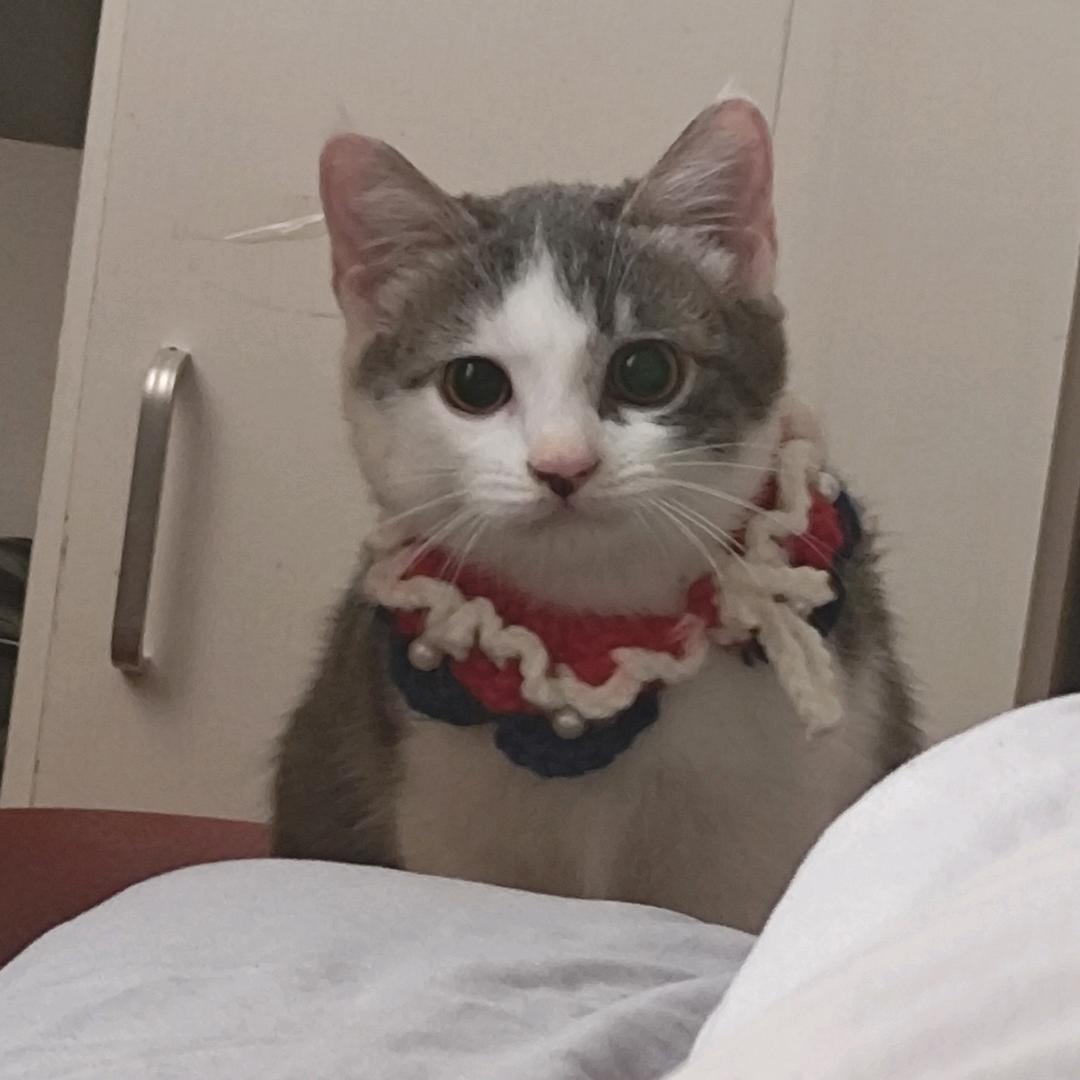 吃雪糕的北极熊