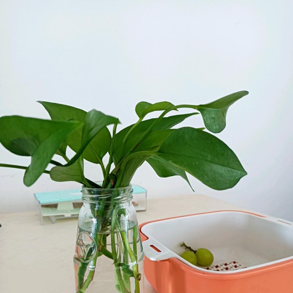 如🍀愿