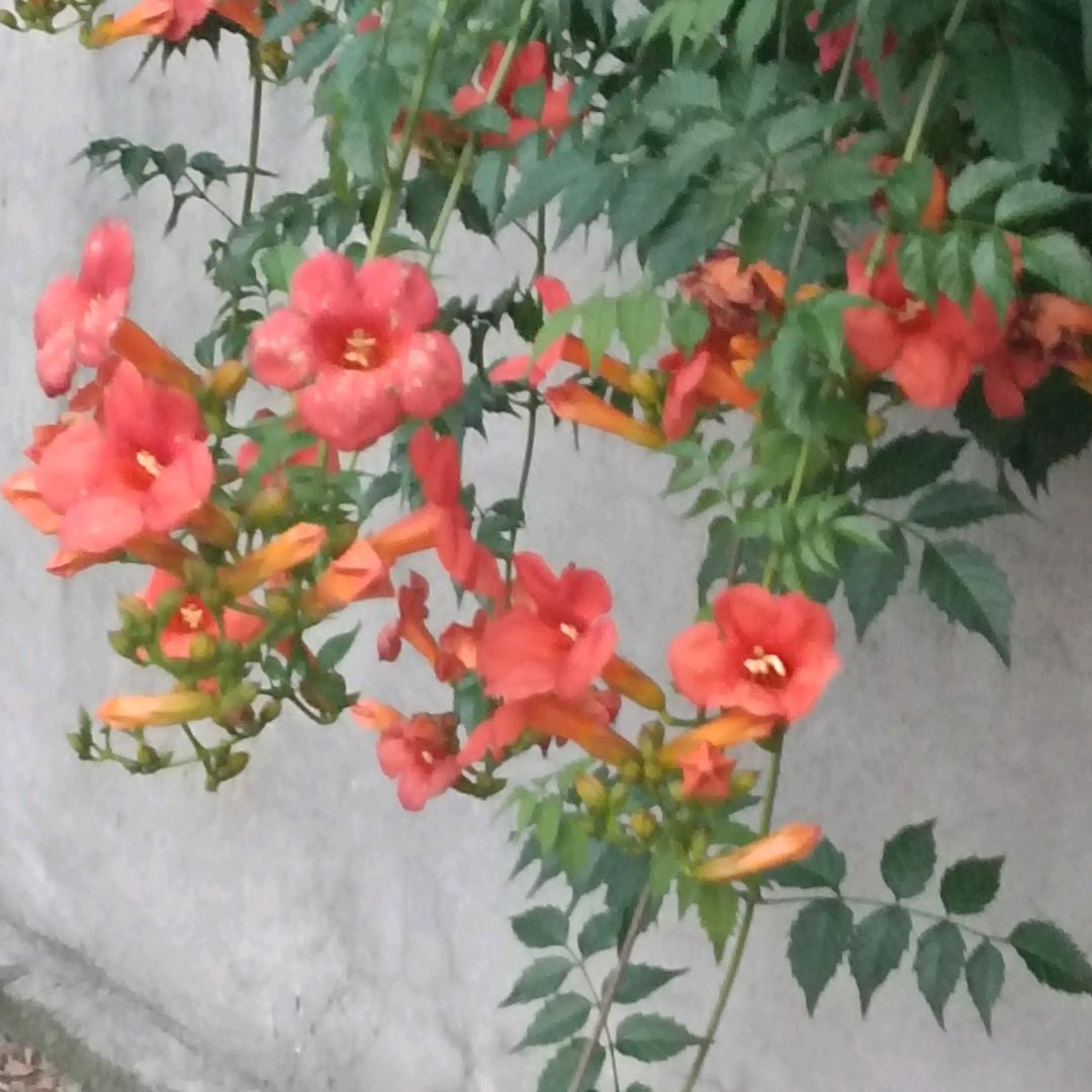 花开富贵（付）