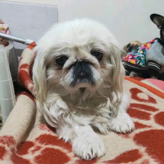 离不开猫和狗的女人。