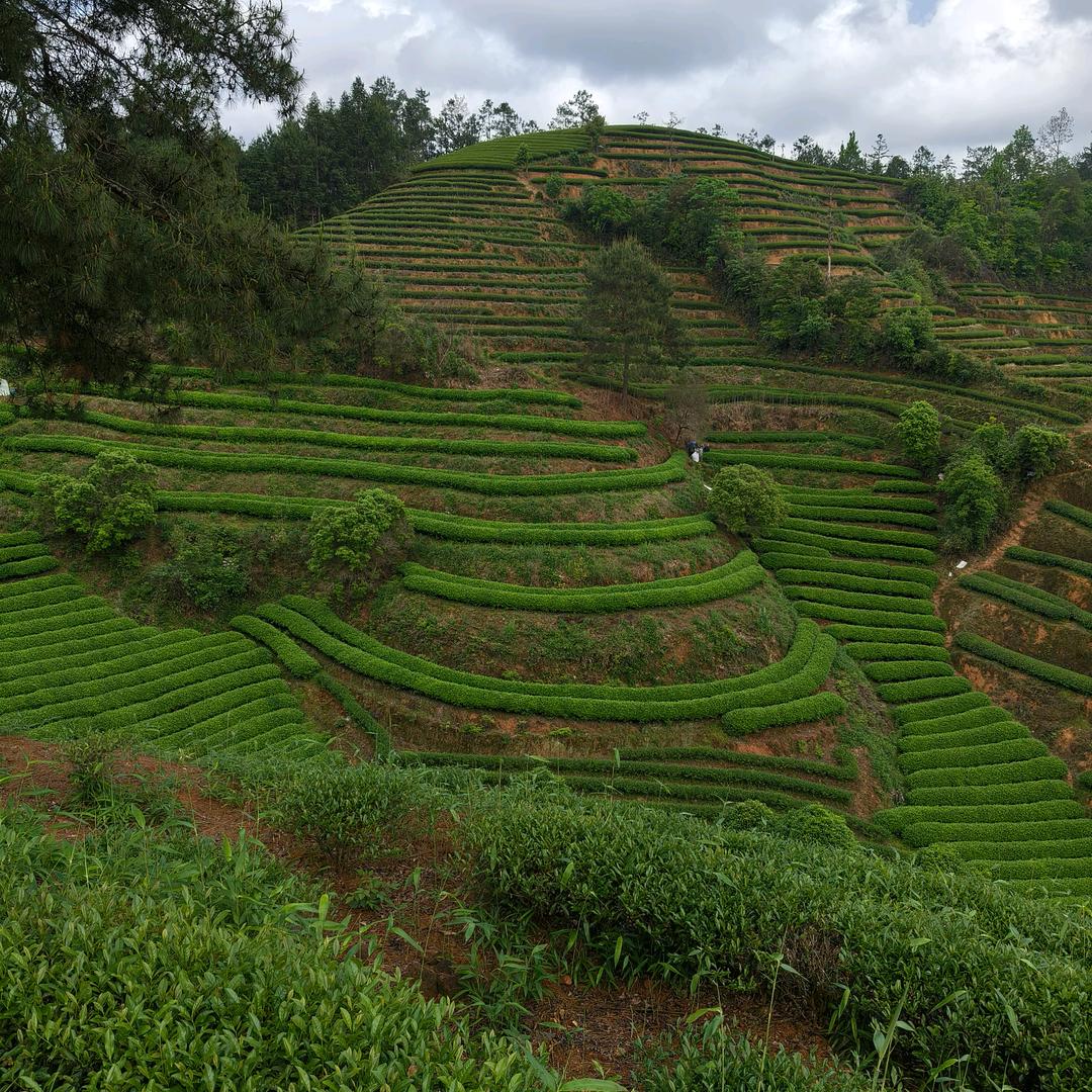 武夷山同福岩茶厂