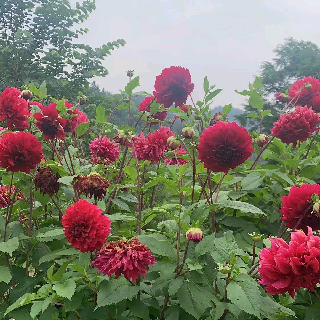 湘西龙山罗姐
