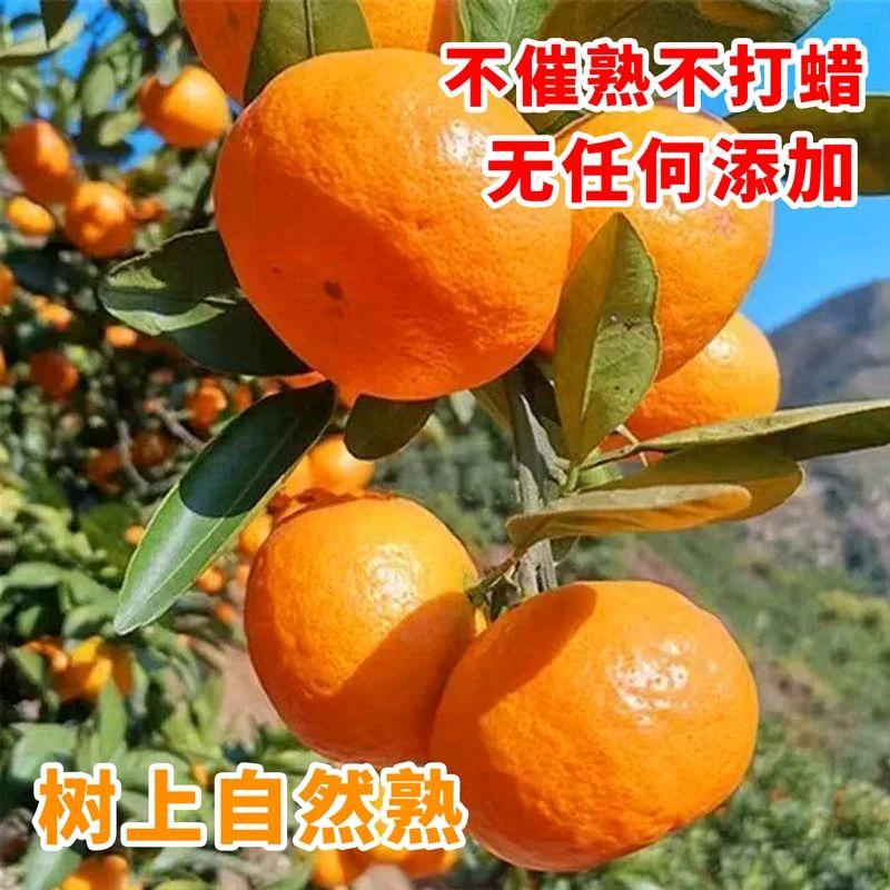 宫川蜜桔基地果园