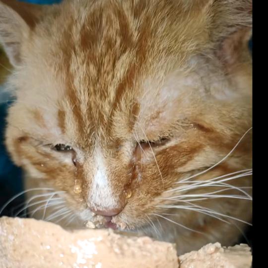 小刚给流浪猫找家（沈阳，天津，哈尔滨）@抖音