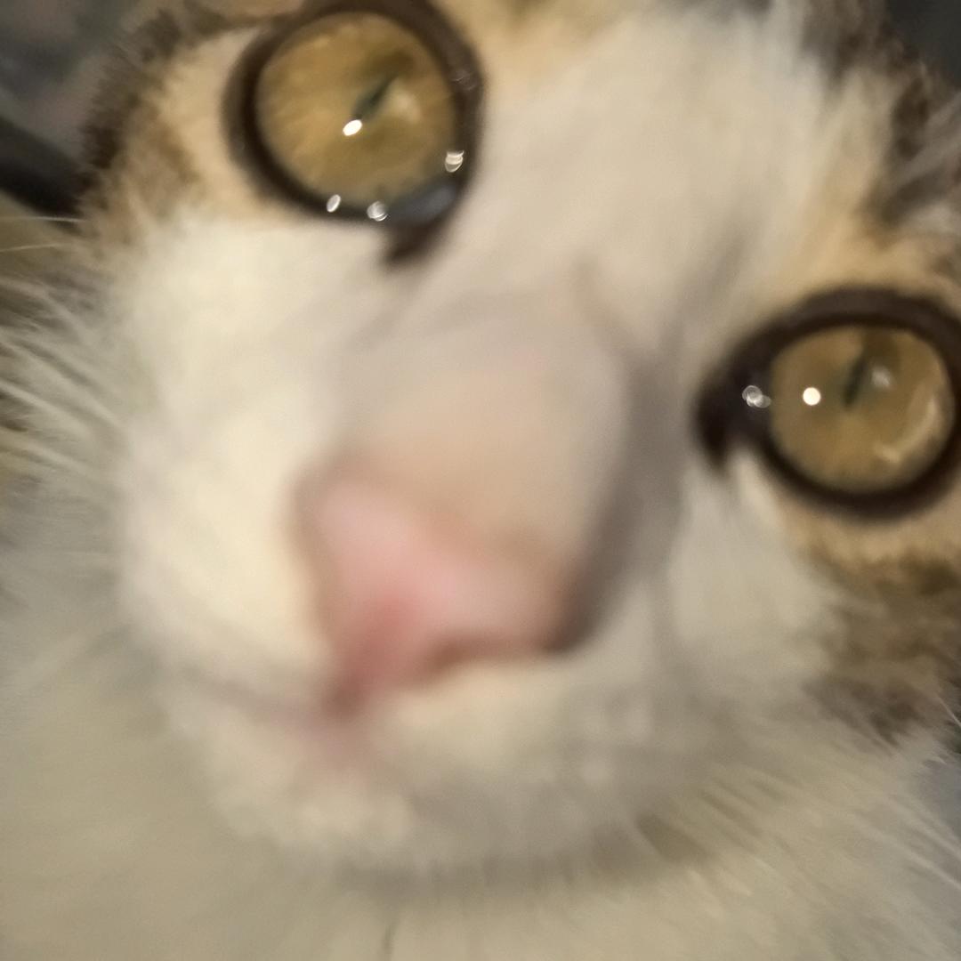 小虾猫