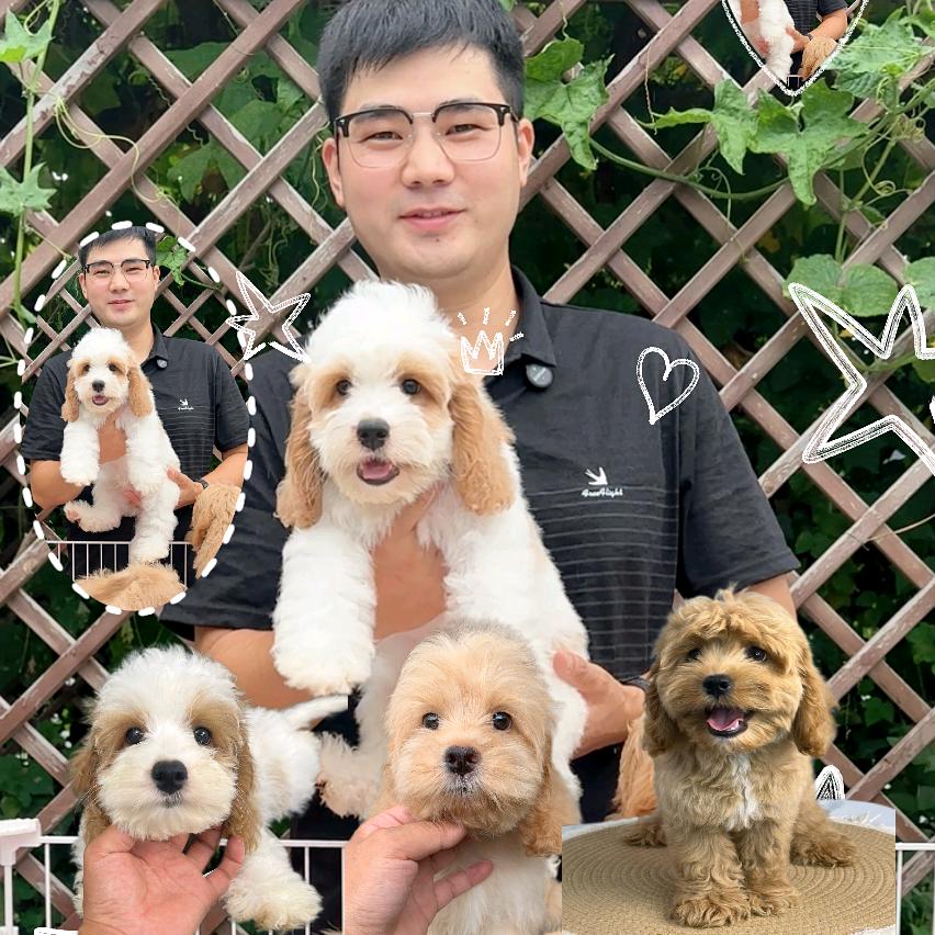 小明哥家的混血犬繁育
