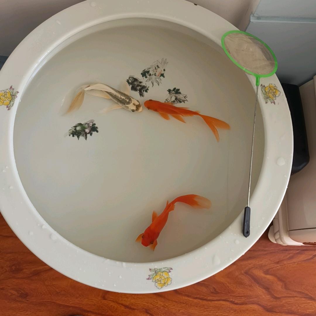 艳子姐