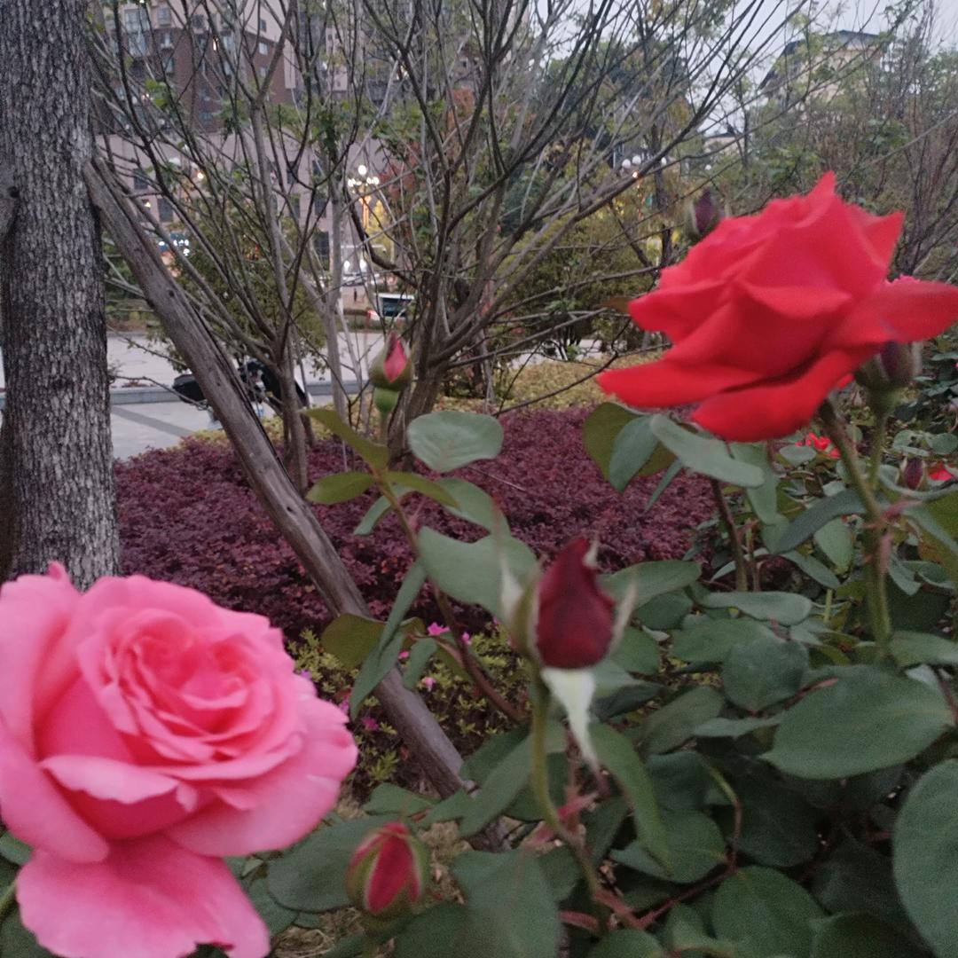 知足常乐！幸福🌸开！