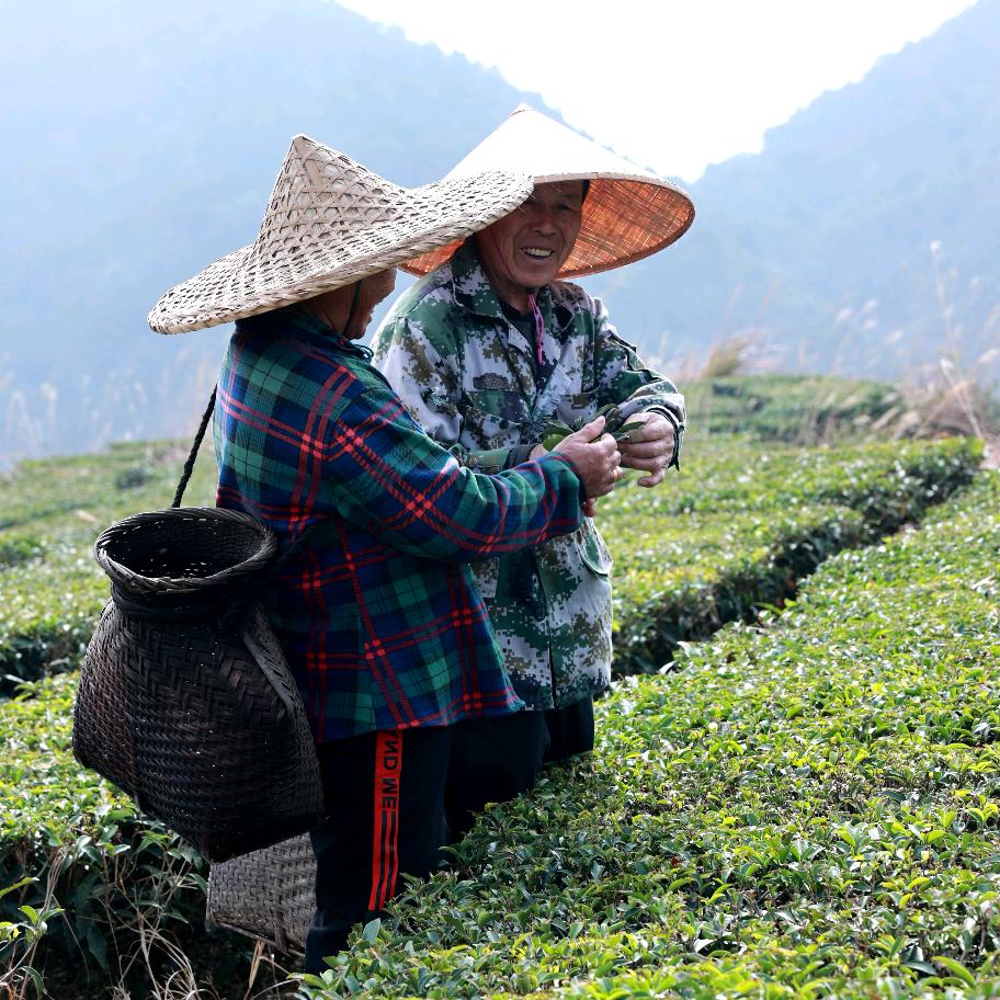 深圳龙岗基仔茶庄