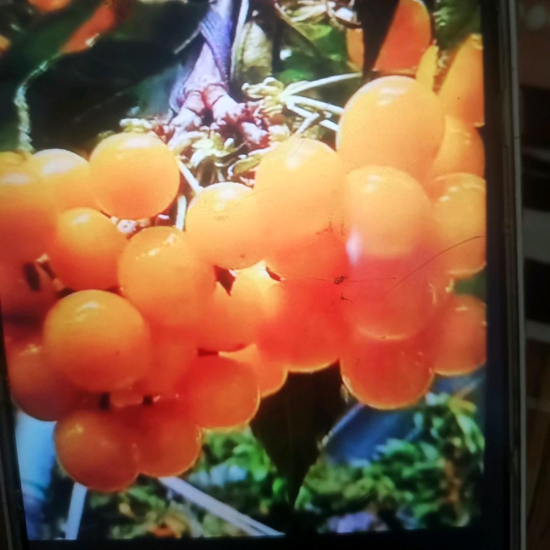 春暖花开