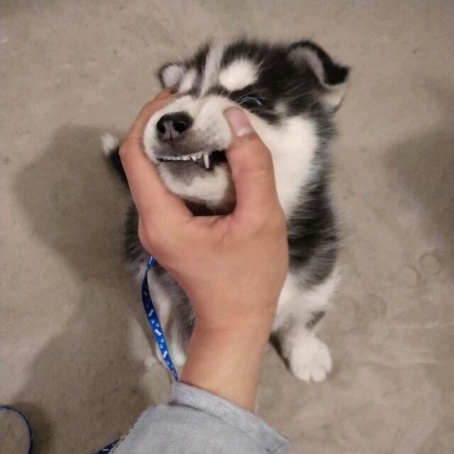 俩凡是