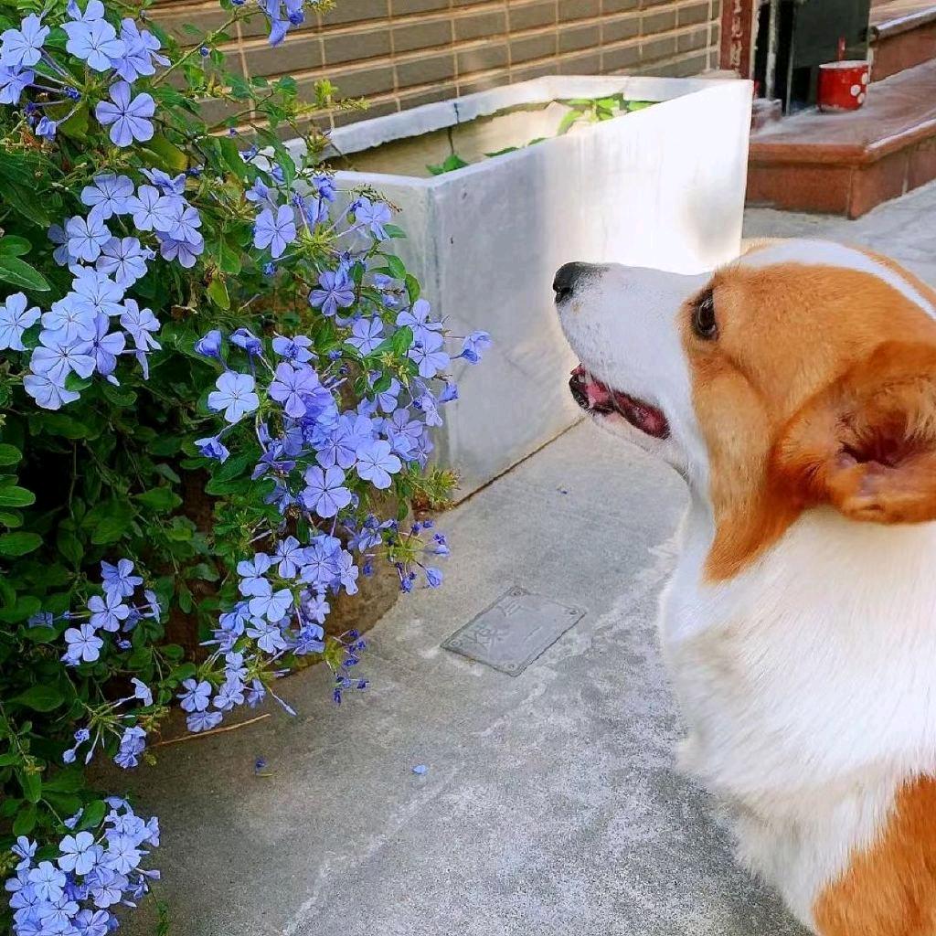 花落长安
