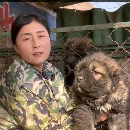 英姐养犬