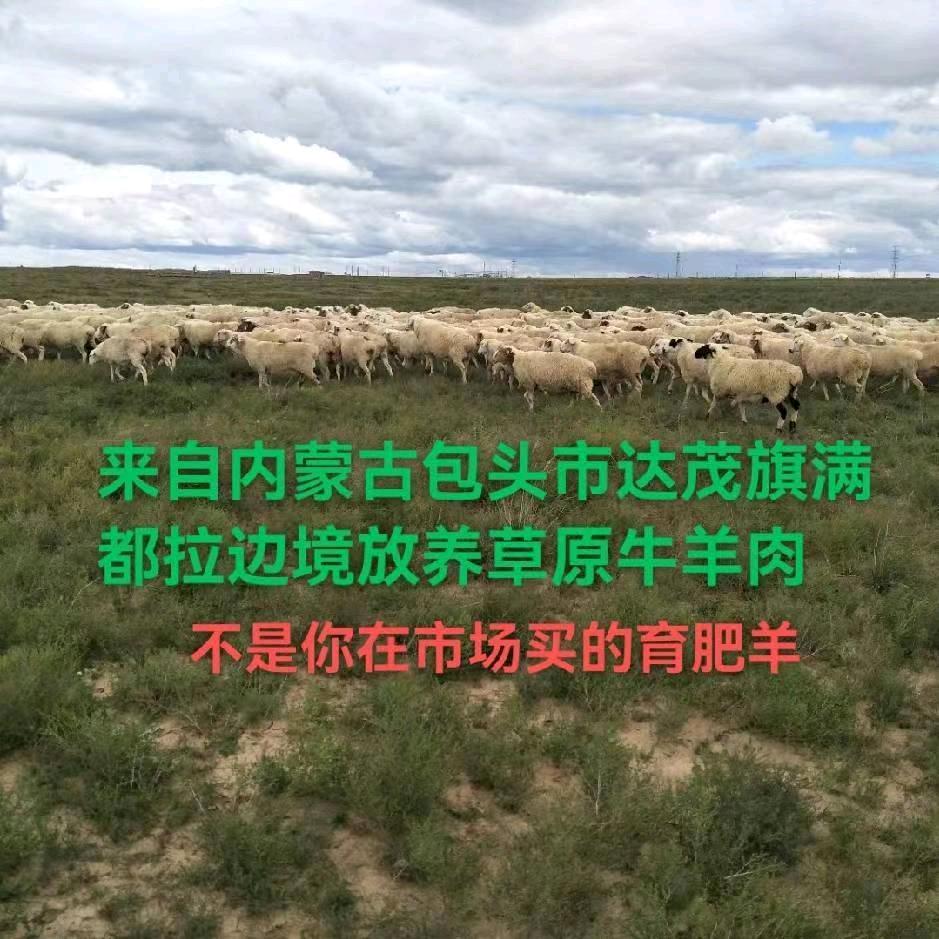达茂旗满都拉二文文牛羊肉