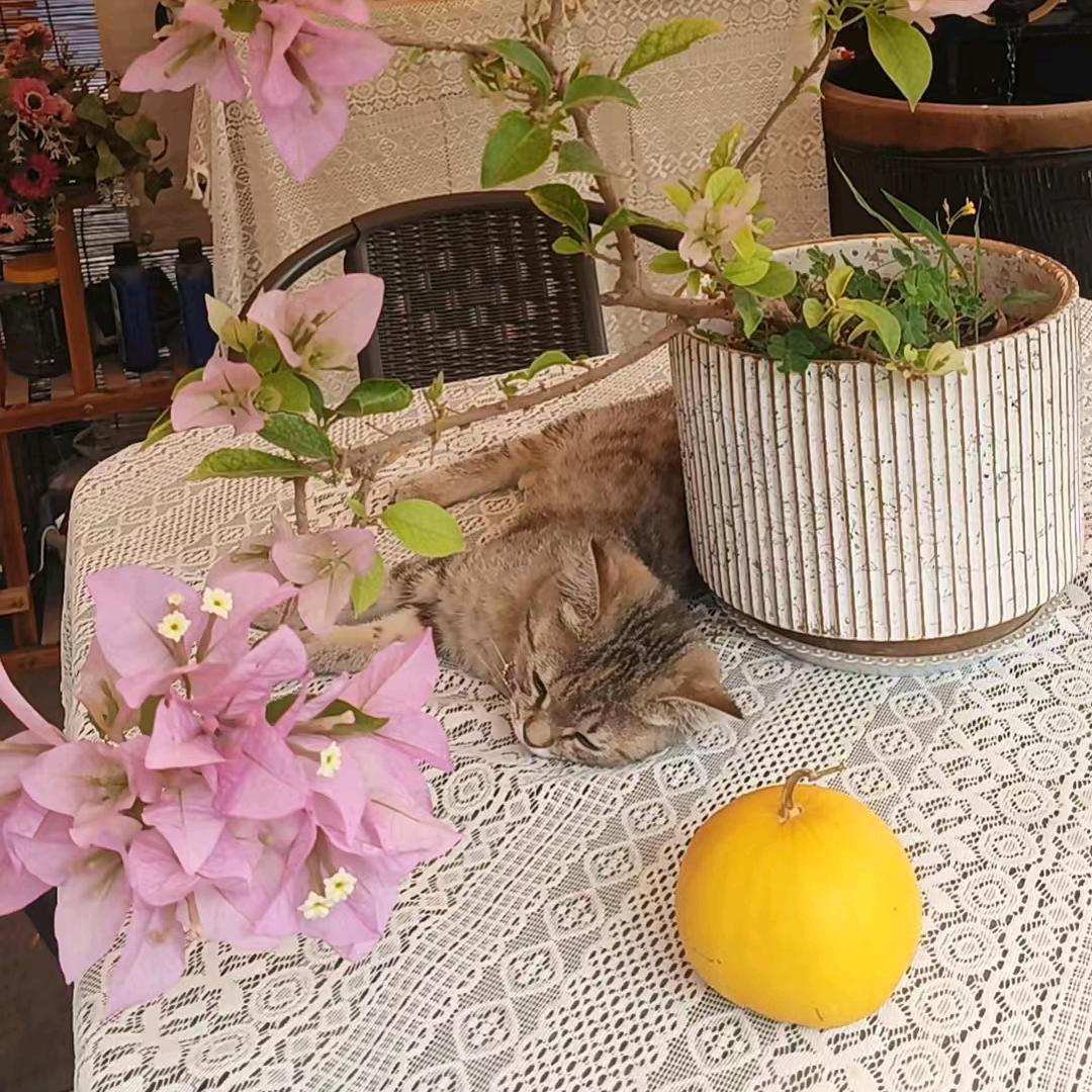 🌸🌸