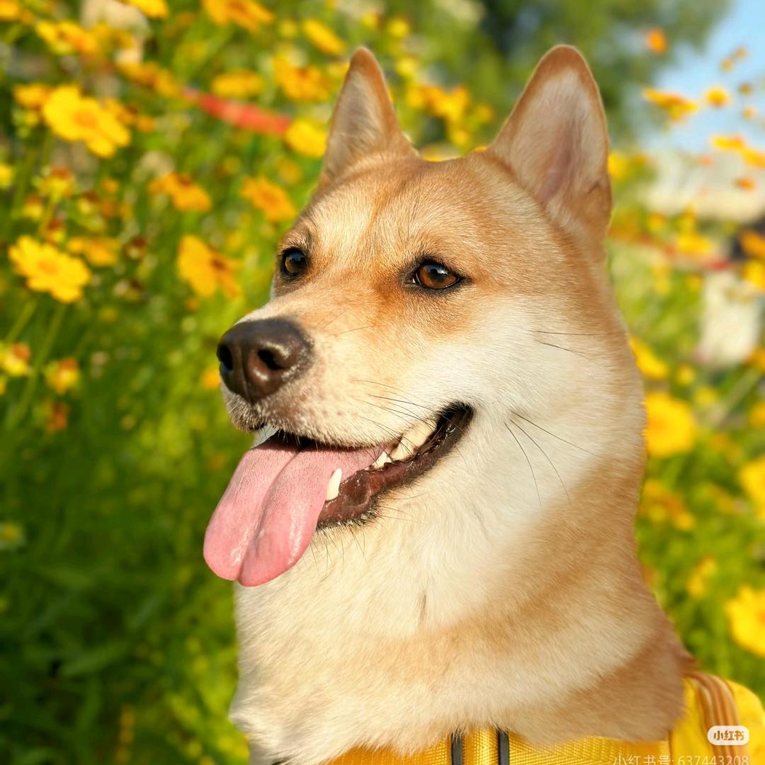 丰丰中华田园犬