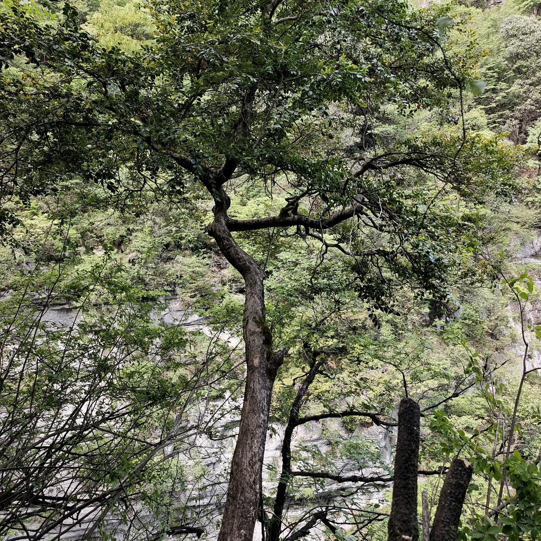 老王盆景桩素材