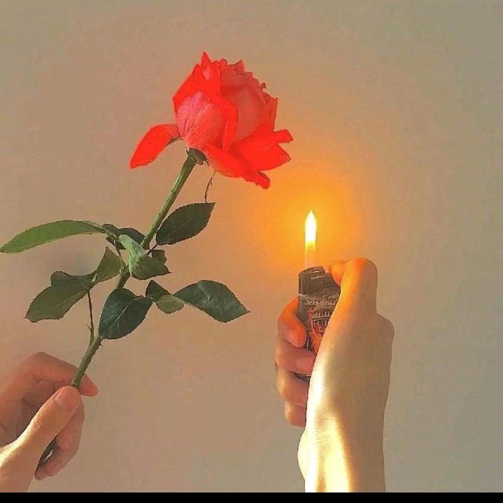 🍀阳🎋光🌹新🌹天🌻地🌻