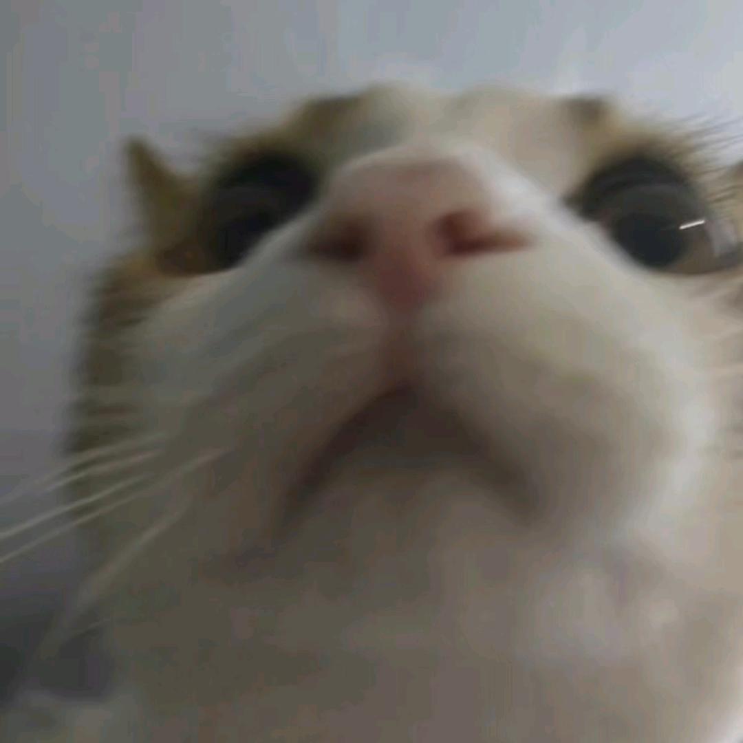 素包是一只猫