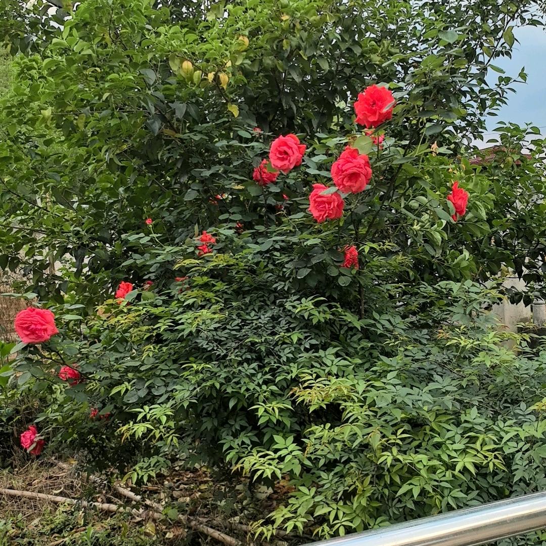 简单大叔