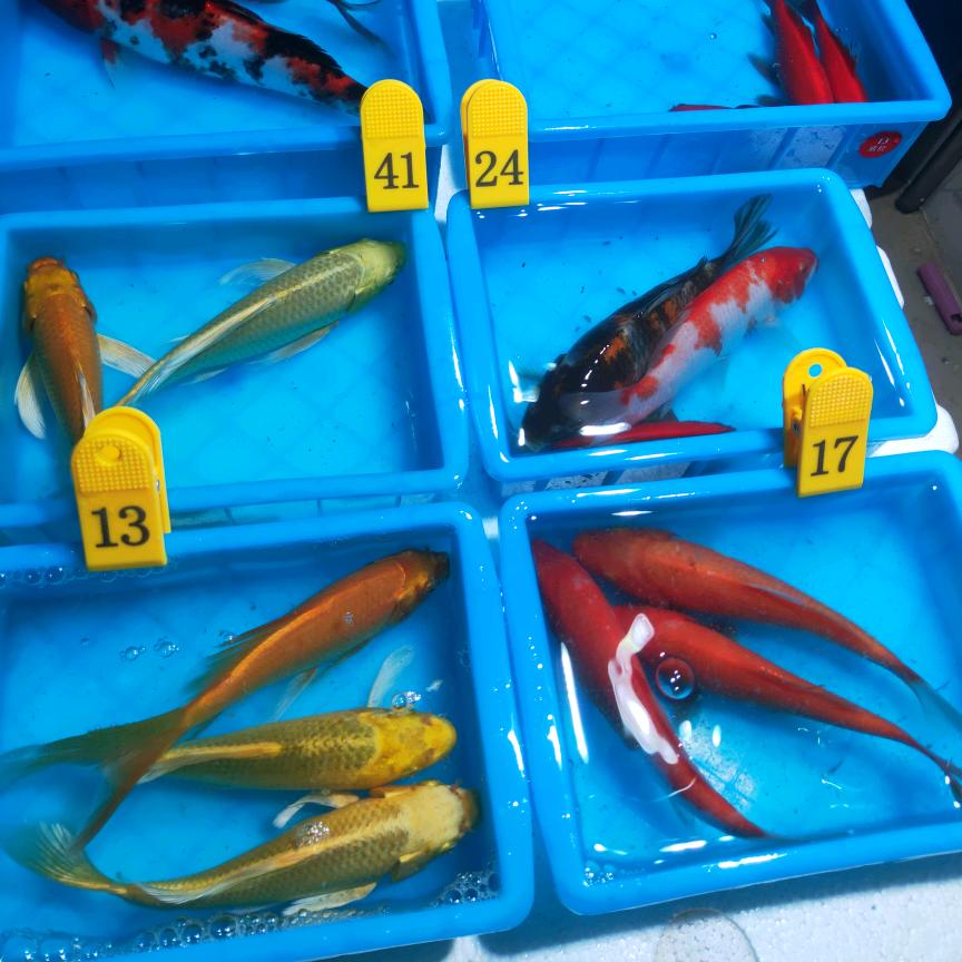 有鱼有鱼锦鲤观赏鱼