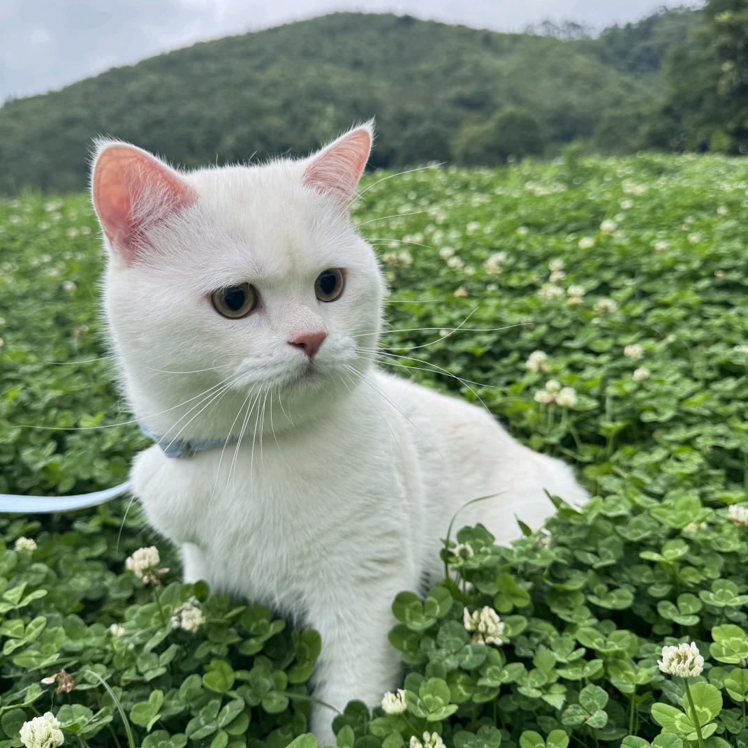 木全大叔