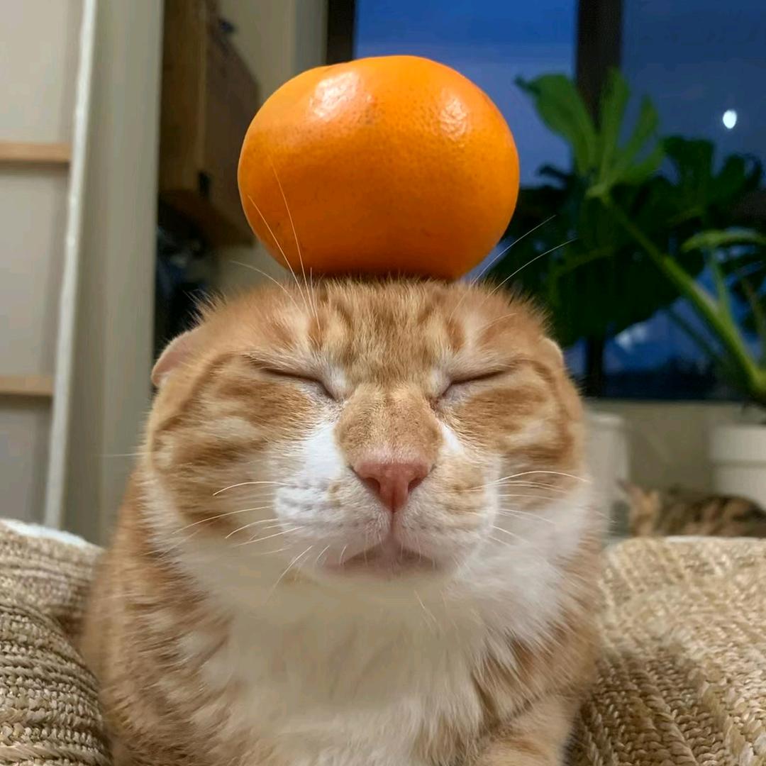 布布大海找不到盐