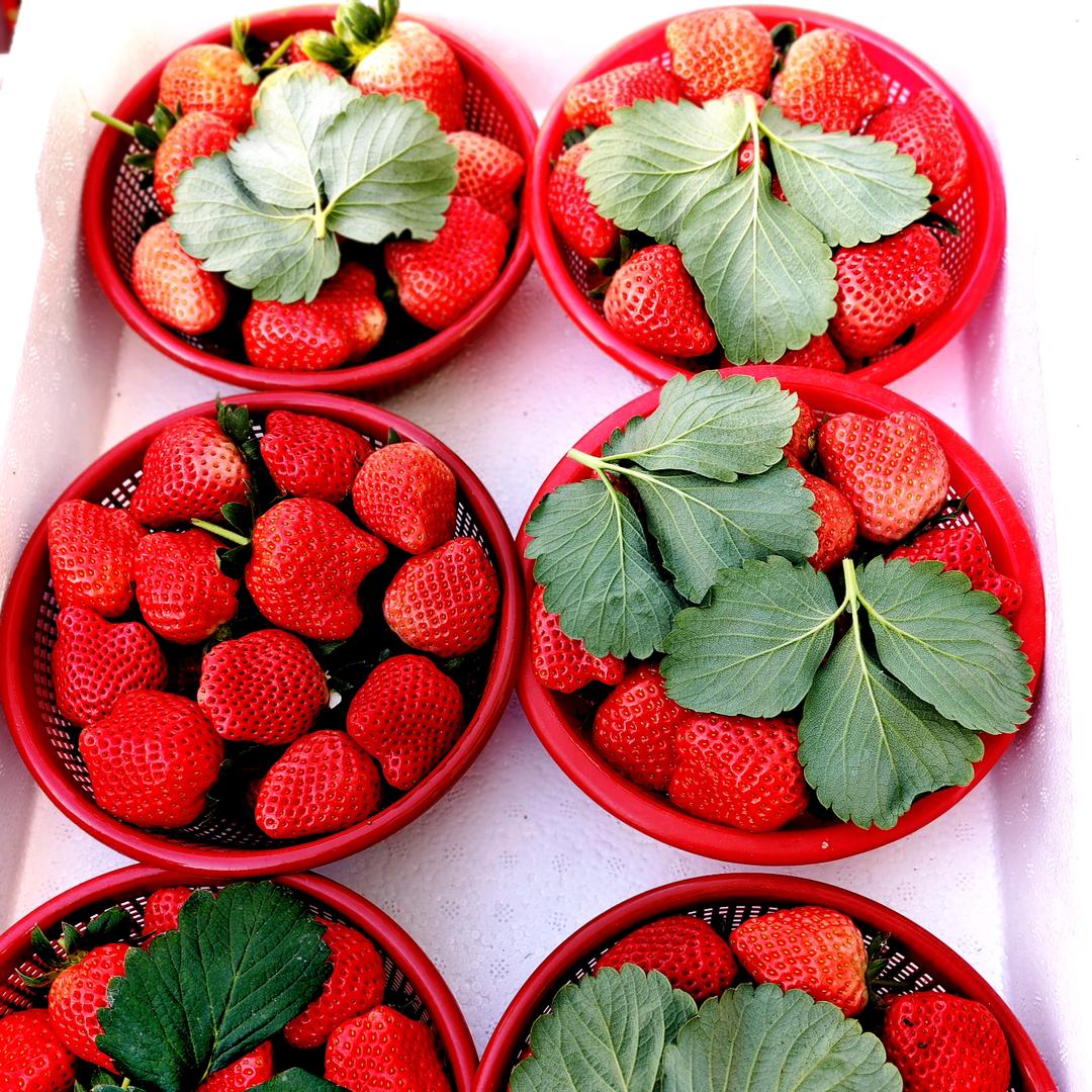 许艳【中牟草莓代收代发，招采购商】