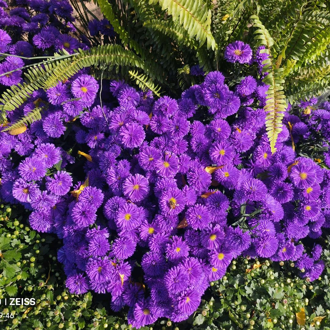 给点阳光就灿烂