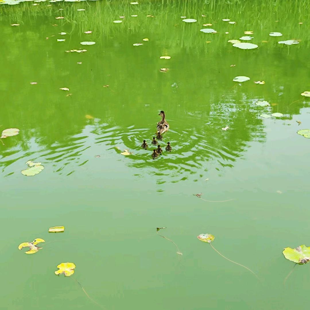 叶合那拉
